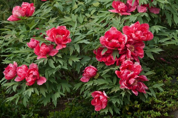 Essential camo netting: perfect choices for every need